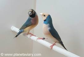 Partie 1 Une Introduction Sur Le Diamant De Gould Oiseaux Exotiques Oiseaux Oisillons