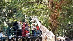 Foto kondisi hewan kebun binatang surabaya memprihatinkan! Wisata Edukasi Di Kebun Binatang Surabaya Latih Anak Untuk Sayangi Satwa Tribunjatim Wiki
