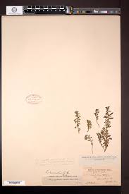 Image result for Dysphania carinata