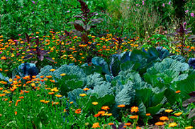 If your vegetable garden is lush and healthy, but doesn't produce much food… it might mean there's a lack of pollinators visiting your garden. Attracting Bees To The Garden Secrets To Success Botanical Interests