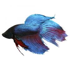 So many aquarists keep them one male to a fish bowl. Male Assorted Siamese Betta 6cm
