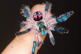 01.02.2020 · the brazilian jewel tarantula is no exception as it rarely flicks hairs at its owners and virtually never bites. Avantgardens Brazilian Jewel Tarantula Typhochlaena Facebook