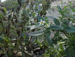 Image result for Solanum chenopodioides