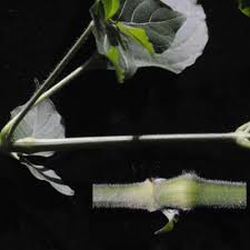 Image result for Justicia scandens