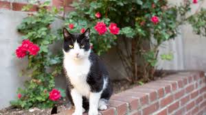 There are also some plants; Ways To Keep Cats Out Of Your Yard Or Garden