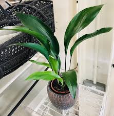 Image result for Aspidistra