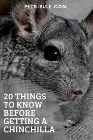 20 Things To Know Before Getting A Chinchilla Chinchilla Chinchilla Pet Chinchilla Pet Bunny Rabbits