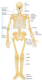 This diagram depicts bones in human body. File Human Skeleton Front En Svg Wikipedia