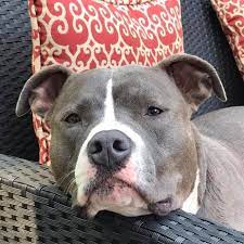 It's always changing—new people, places, and pests. Cnj Pest Management Home Facebook