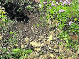 Auf Der Suche Nach Dem Nachtlichen Honigrauber Familie Cordua Hat Ungebetenen Besuch Bienenstock Geplundert Landkreis Rotenburg