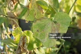 Image result for thrips damage on cucumber