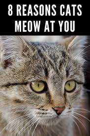 8 Reasons Cats Meow At You In 2021 Cat Facts Cats Cats Meow