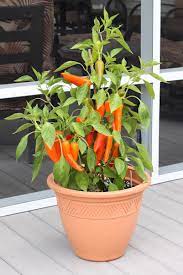 This guide is for one plant per container unless noted otherwise; Growing Peppers In Containers Happy Acres Blog