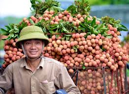 Hàng chục tấn vải thiều bắc giang được tiêu thụ tại các địa phương của tỉnh hà giang. Váº£i Thiá»u Báº¯c Giang Ä'Æ°á»£c Gia Ban Cháº¡y Tieu Dung
