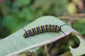 Image result for Aeollanthus neglectus