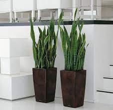 La scelta di acquistare delle piante per il nostro appartamento può aiutarci ad arredare con gusto e dare un tocco di verde alle nostre stanze. 18 Piante D Appartamento Che Non Richiedono Manutenzione Guida Giardino