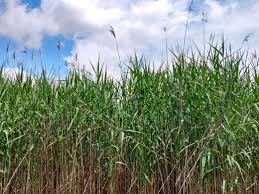 Image result for Phragmites