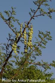 Image result for Acacia grandicornuta