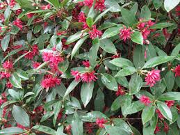 Showy white flowers bloom in spring, followed by red berries, with both attracting various birds and butterflies. Plant Of The Week Florida Anise