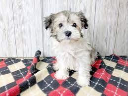 Havanese Dog Male Sable White 2504455 Petland Hilliard Oh