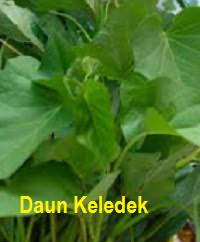 Bahan tumis daun ubi : Khasiat Daun Keledek Pelbagai Khasiat