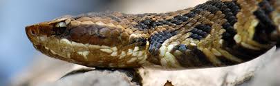 First aid for snake bites. Snake Bites Types Symptoms And Treatments