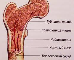 Описание действующего вещества вальпроевая кислота (acidum valproicum): Aplaziya Kostnogo Mozga Chto Eto Takoe I Kakimi Simptomami Soprovozhdaetsya Semejnaya Klinika Opora G Ekaterinburg