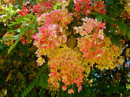 Shower Tree Hawaii Planting Flowers Garden Layout Plants