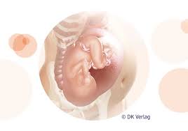 Dann ist der embryo normalerweise groß genug, um ihn gut sehen und messen zu können und auch den herzschlag zu erkennen. Alles Uber Die 37 Ssw Entwicklung Und Tipps Dm De