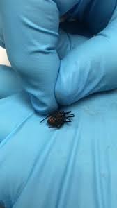 Fox pest control's rhode island ant exterminator service. A D Professional Pest Elimination Home Facebook