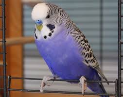 What is the average lifespan of a parakeet? Budgie Cage Size Calculator Parakeet Cage Calculator