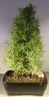 Image result for rosemary bonsai