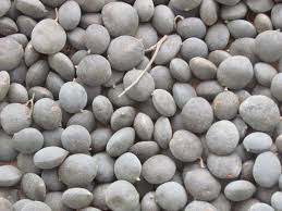 Image result for Dialium