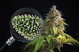 We did not find results for: How Do I Know When My Cannabis Plants Are Ready For Harvesti