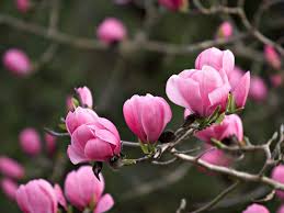 Magnolia Sprengeri Copeland Court Magnolia Flower Small Gardens Tulip Magnolia