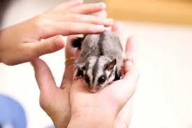 Amazon.Com : Sugar Glider Bonding Mitt Glove For Touch And Train Your Sugar  Glider : Pet Supplies