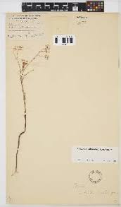 Image result for Felicia clavipilosa