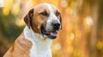 Beagle Pitbull Mix (A.K.A Beagle Pit) : 12 Amazing Facts ...