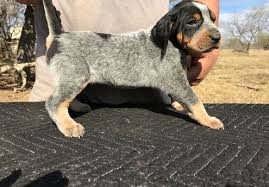 Look at pictures of bluetick coonhound puppies who need a home. Bluetick Coonhound Puppies For Sale Houston Tx 266981