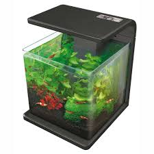 Pin On Aquarium