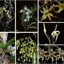 Image result for Tridactyle anthomaniaca