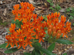 The florals are great to create colorful vase decor, or use to enhance fall flower bouquets. Asclepias Tuberosa Butterflyweed Native Plants Of North America