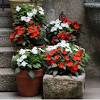 Although everyday people often focus on full sunlight perennial plants that bloom all summer long, diverse combinations may prove worthwhile. 3