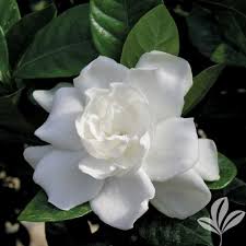 Bush with white flowers texas. Colors Of Texas Gardenia Flowers Flowers Nature Amazing Flowers
