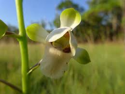 Image result for Eulophia rolfeana
