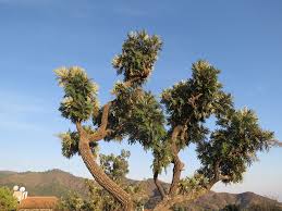 Image result for Bocconia arborea