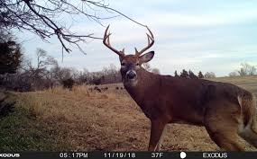Where Does A Buck Bed Top 10 Spots Whitetail Habitat