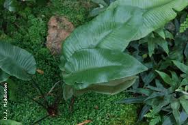 Image result for Diplazium humbertii