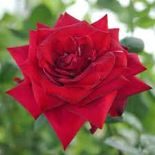 We did not find results for: Roses Named After Famous People