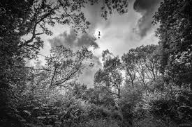 Lost in a Landscape: Wayland Wood